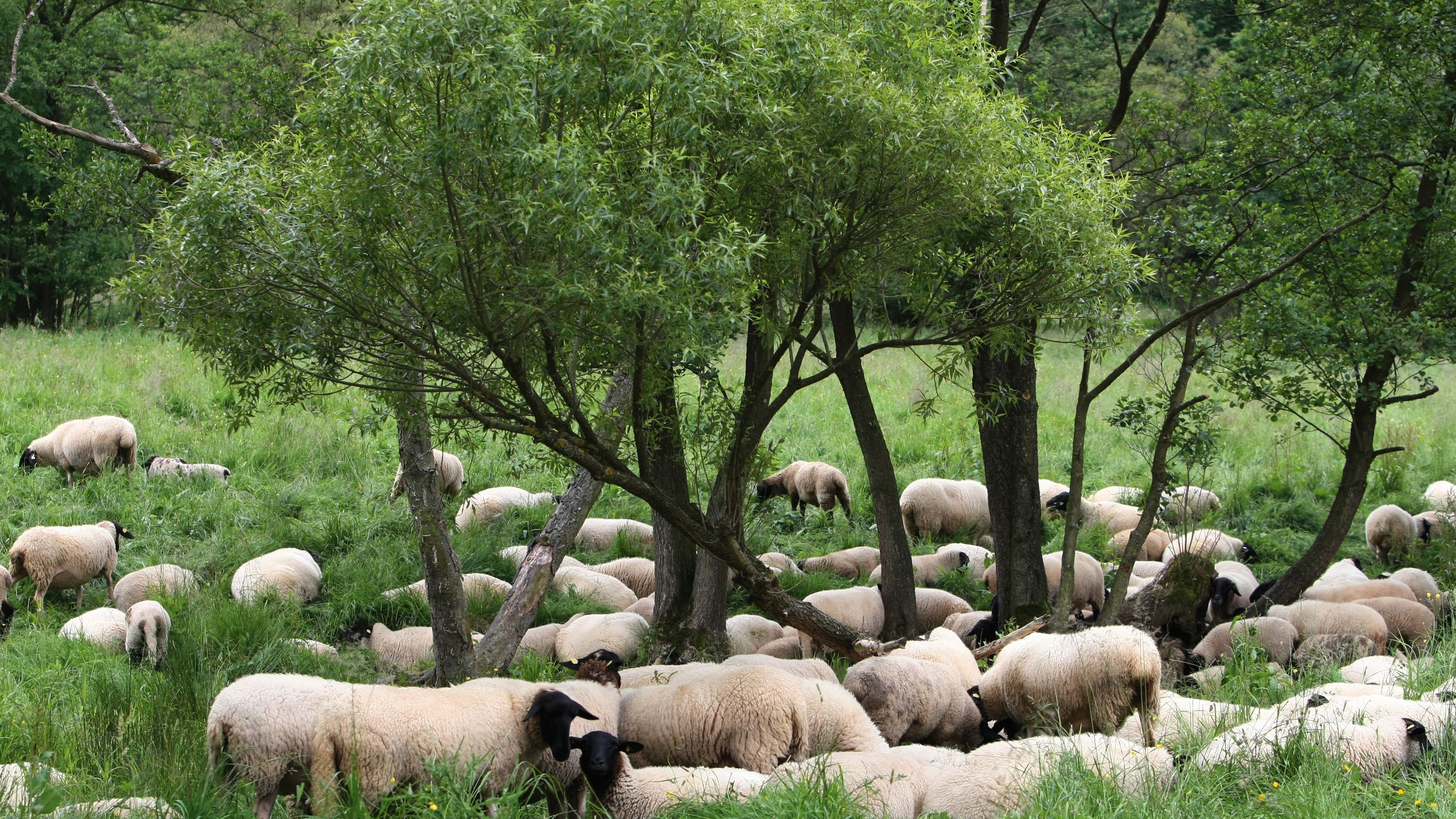 Das schwarzköpfige Rhönschaf als Markenzeichen der Region.