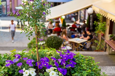Blühende Blumen in der Innenstadt Bad Brückenau