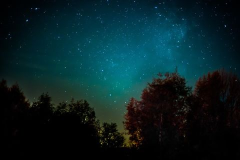 Sternenhimmel über einem Wald