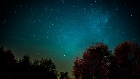 Sternenhimmel über einem Wald