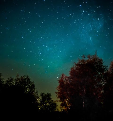 Sternenhimmel über einem Wald