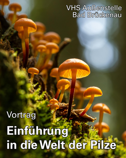 Einführung in die Welt der Pilze