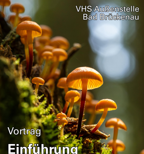 Einführung in die Welt der Pilze